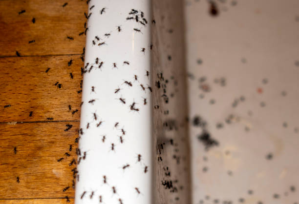 Reliable Graniteville, SC Pest Control Solutions