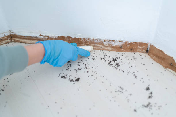 Best Emergency Pest Control  in Graniteville, SC